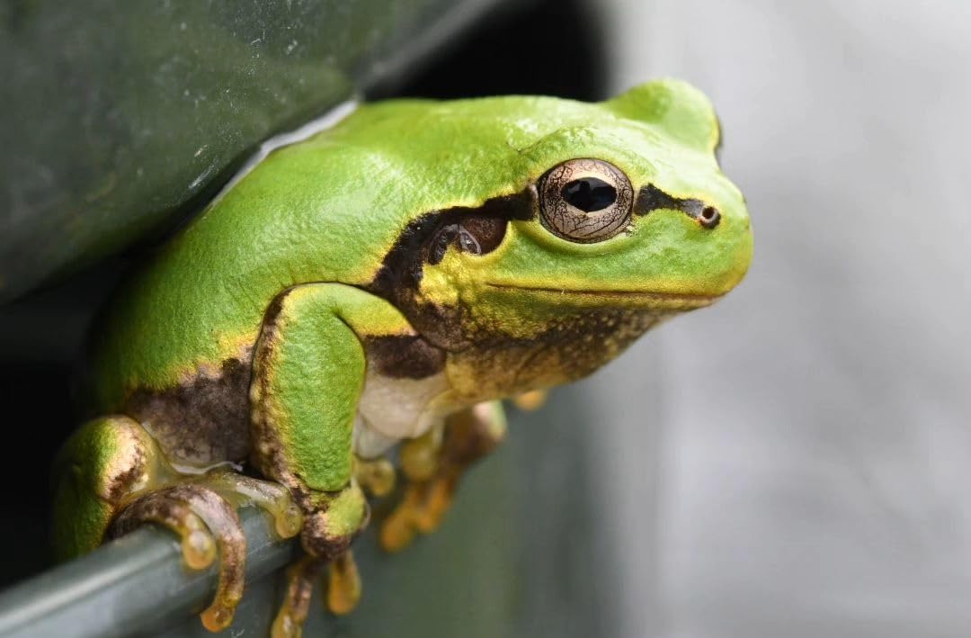 あまがえる Amazon | 天然アマガエル オタマジャクシ 20匹 +補償α匹 | ノー